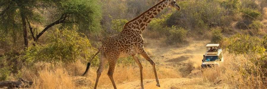 Safari Cabs Kilimanjaro's cover image